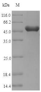 Plant Phleum pratense Pollen allergen Phl p 5a protein