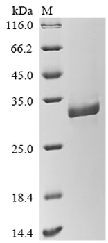 Animal TNF protein