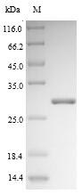 Fungi DOG1 protein