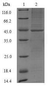 Mouse Asah1 protein
