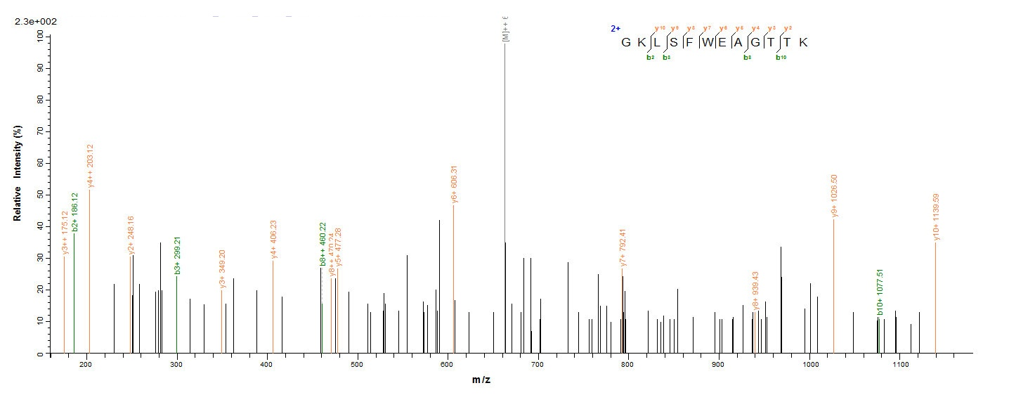Viral ORF2 protein
