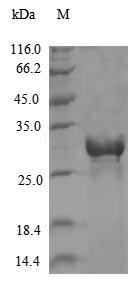 Viral Non-structural polyprotein protein