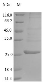 Mouse Erap1 protein