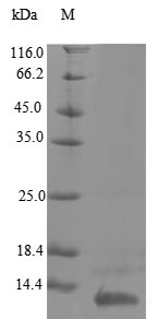 Viral UL131 protein