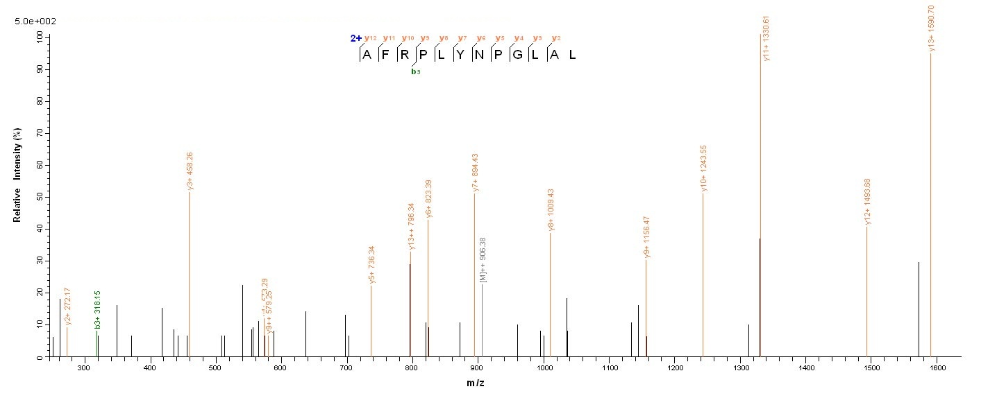 Bacterial lasA protein