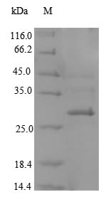 Mouse Cd207 protein