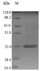 Mouse Sdf2 protein