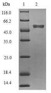 Viral VP40 protein