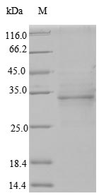 Human ODAM protein