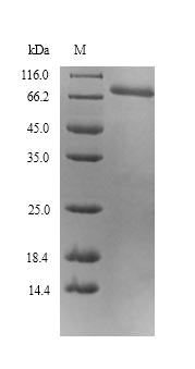 Mouse Ptk7 protein