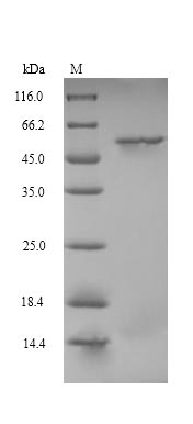 Mouse Crbn protein