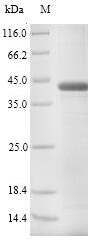 Bovine PAG1 protein