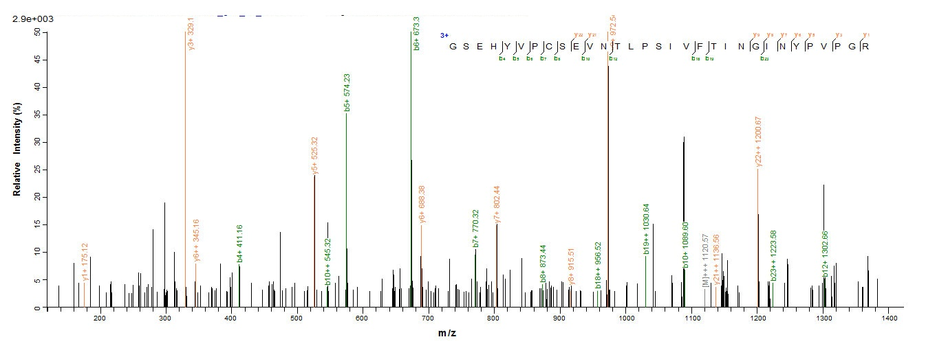 Bovine PAG1 protein