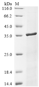 Viral UL111A protein