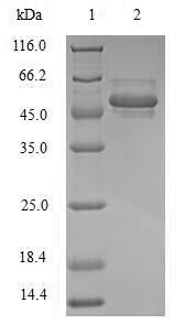 Human POU5F1 protein