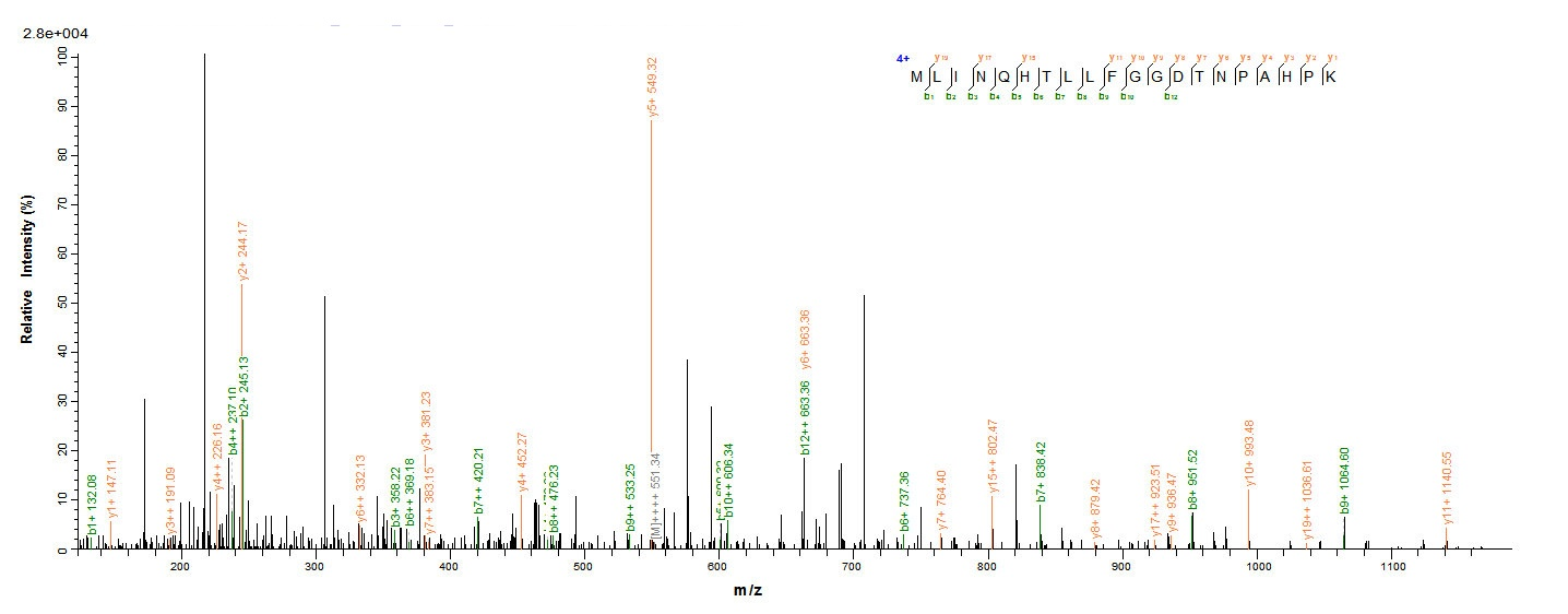 Mouse Pdk3 protein