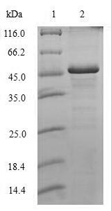 Human H1F0 protein