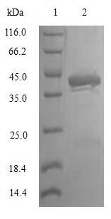 Human Substance P protein