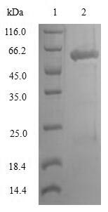Human LSP1 protein