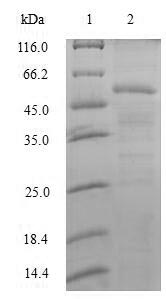 Human U2AF1 protein