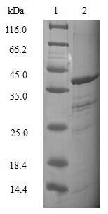Human TCEB2 protein