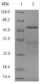 Human APOBEC3C protein