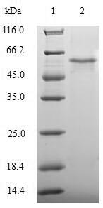 Human BCL2L14 protein