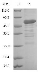 Human BIRC8 protein