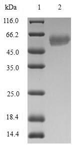 Human RAD51L3 protein