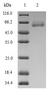 Human ARG2 protein