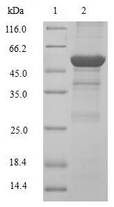 Human CCND2 protein