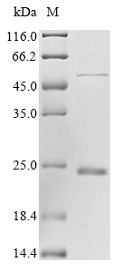 Human CIRBP protein