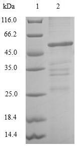 Human CLIC4 protein