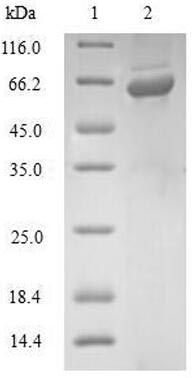 Human GLRX3 protein