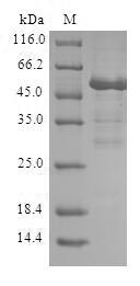 Human RAD1 protein