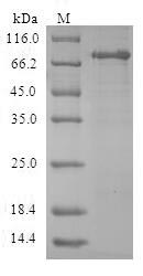 Human ACY1 protein