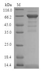 Human ADH4 protein