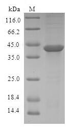 Human ASCC3 protein