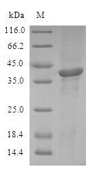 Human ATF7 protein