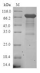 Human ESRRA protein