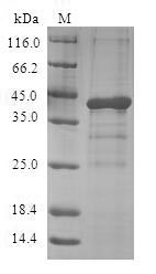 Human GHRL protein