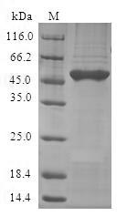 Human GLO1 protein