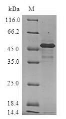Human HSPB2 protein