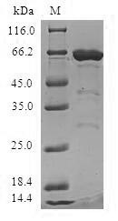 Human MOAP1 protein