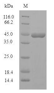Human PPP1R1B protein