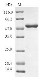 Human SPAG16 protein