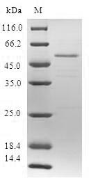 Human SSX5 protein