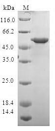 Human YWHAQ protein