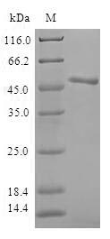 Human ARF3 protein