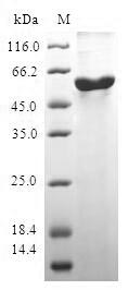 Human BOLL protein